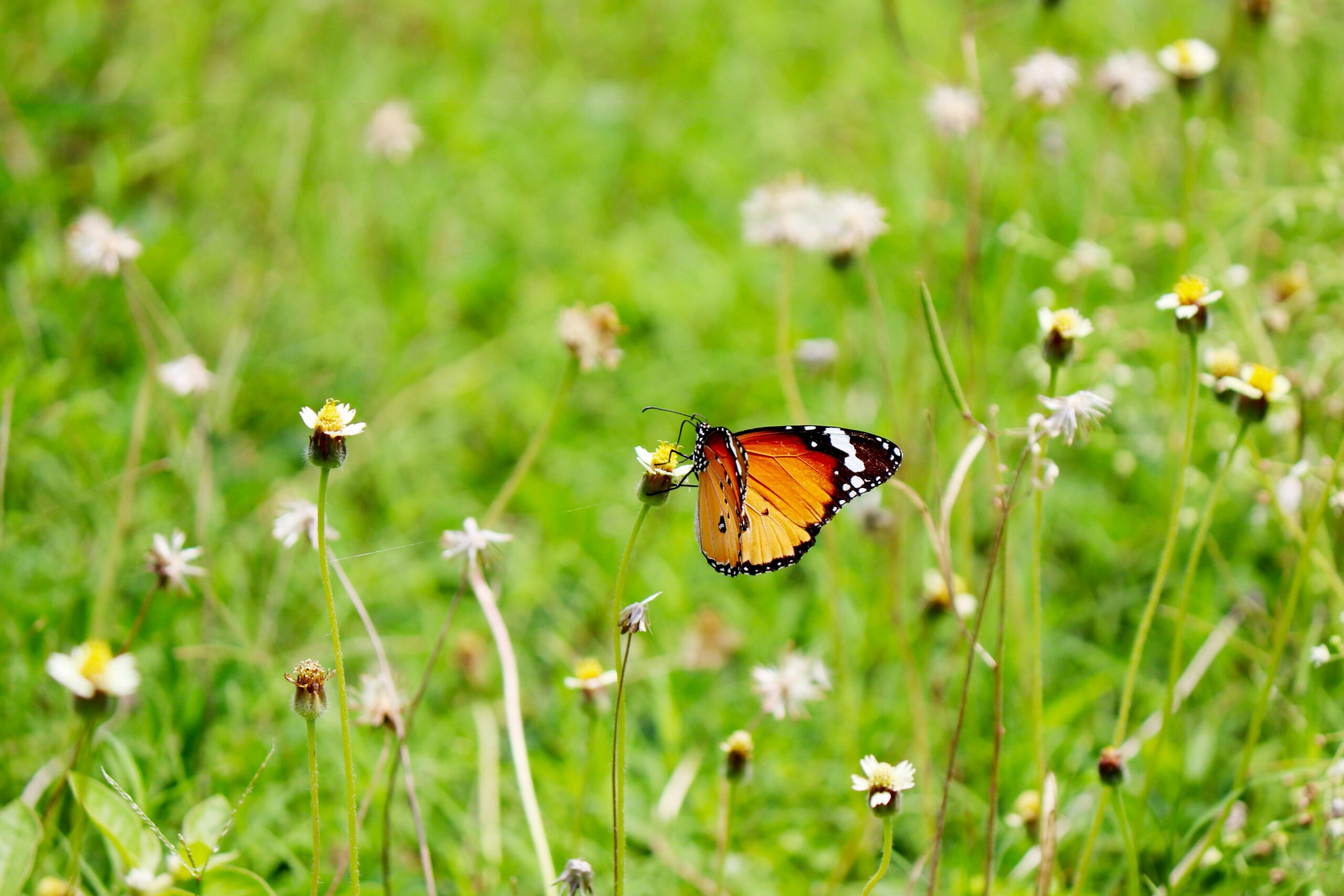 Kotioppijoiden metsäntutkimusretki 22.4.
